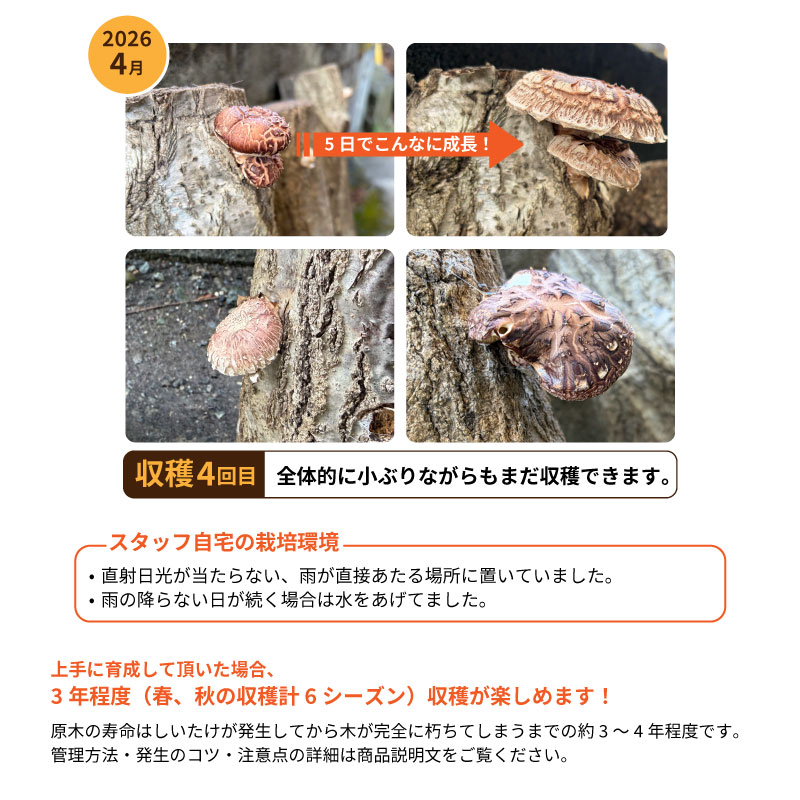 山梨県産 しいたけ原木 3本セット 菌駒打ち済み おいしい椎茸栽培 安心
