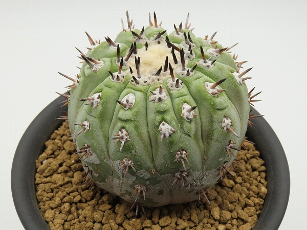 サボテン