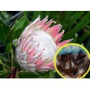 種子6粒 キングプロテア(プロテア・キナロイデス)((Protea Cynaroides) : msc-pta-protea-cynaroides :  多肉植物ワールド - 通販 - Yahoo!ショッピング