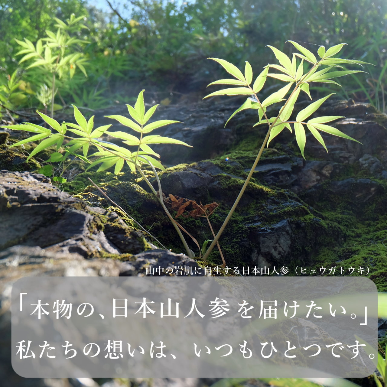 日本山人参 サプリ 30粒 ヒュウガトウキ サプリ 日向当帰 サプリ