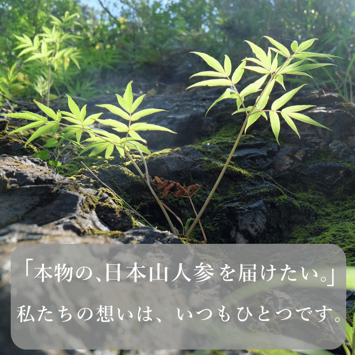 日本山人参 サプリ 90粒×３袋セット＋３０粒おまけ付き ヒュウガ