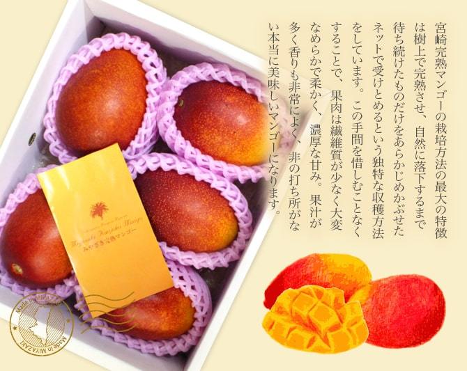 宮崎県産 完熟マンゴー 2〜3玉入り 合計約450〜500g前後 パック