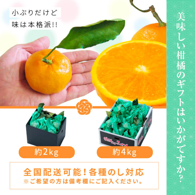 #24H-01 甘い葉付きみかん_約140個 (kantora様仕様) プラスチック製 葉付きみかん14個&水引飾り3個☆置物 お正月
