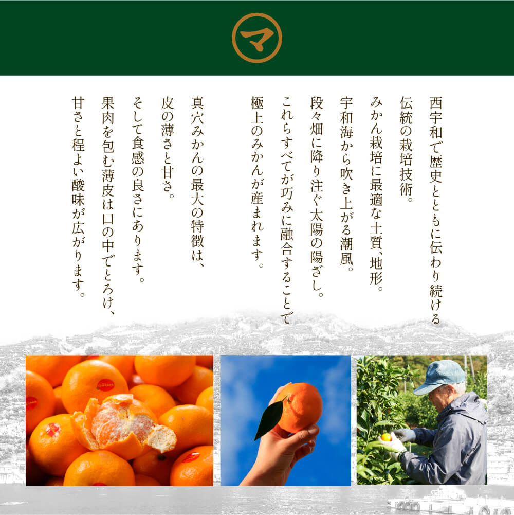 2025 御歳暮 真穴みかん 糖度12度以上 秀品 S~Lサイズ 約5kg 愛媛県産