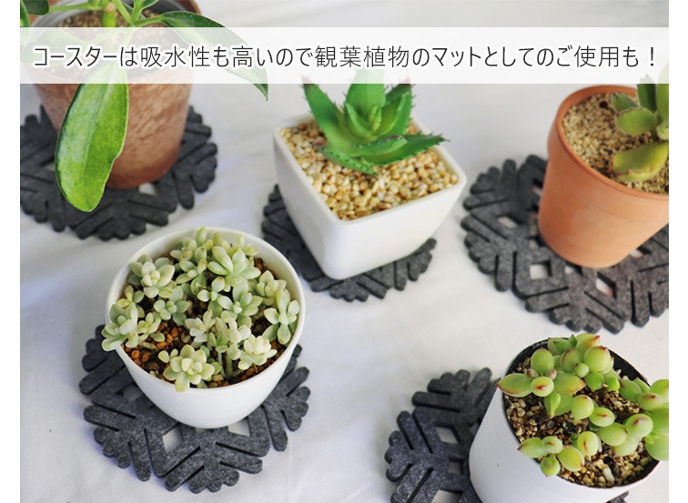 観葉植物
