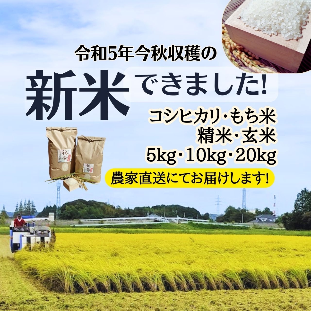 もち米 こがねもち 玄米5kg いわき市産 令和5年産 農家直送米｜suketoma｜02