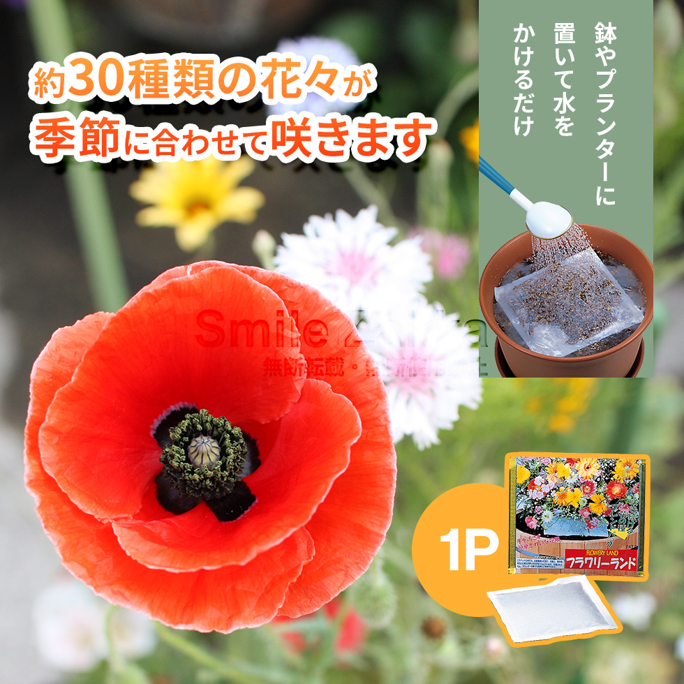 メール便可 フラワリーランド(1パック) ガーデニング : すまいる雑貨