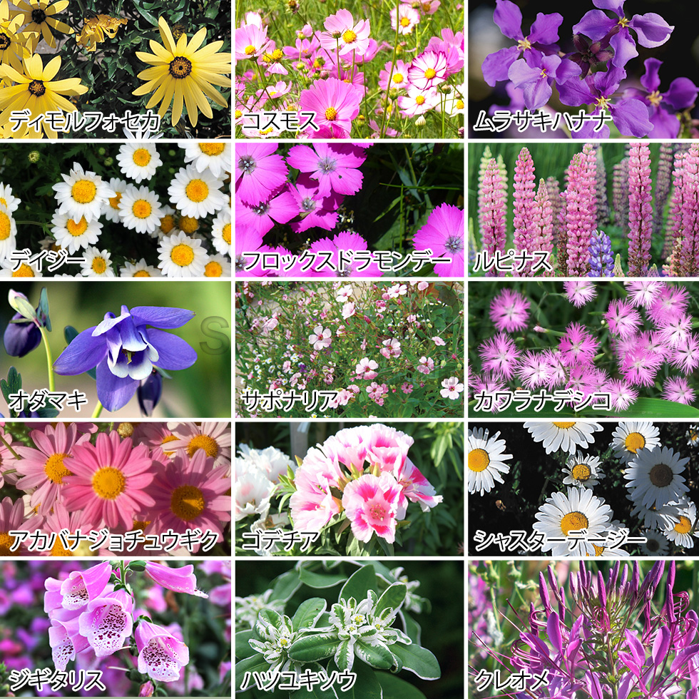 メール便可 フラワリーランド(1パック) ガーデニング : アーネスト公式