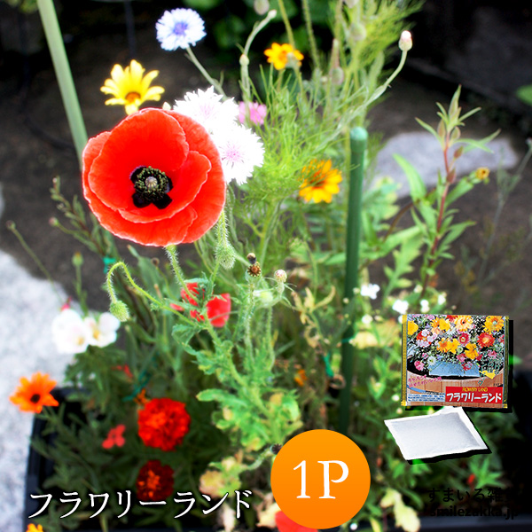 ネコポス対応 フラワリーランド(1パック) ガーデニング 爆買 父の日