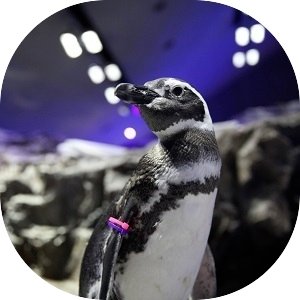 すみだ水族館 オンラインショップ - Yahoo!ショッピング