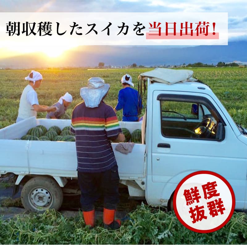 朝収穫したスイカを当日出荷！
