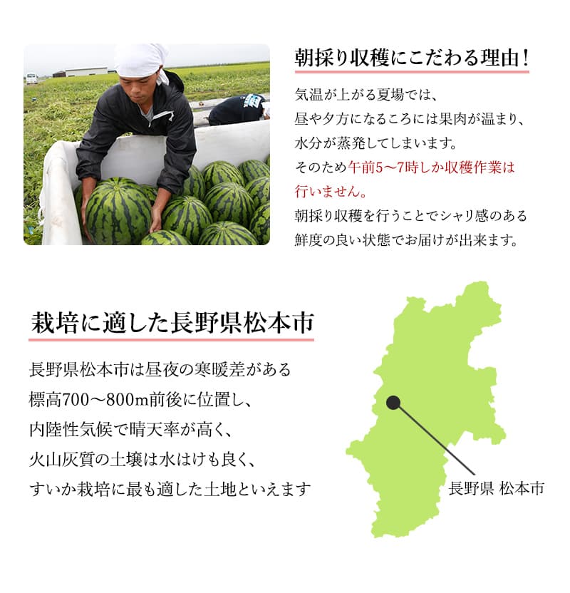 朝採り収穫にこだわる理由！ 
