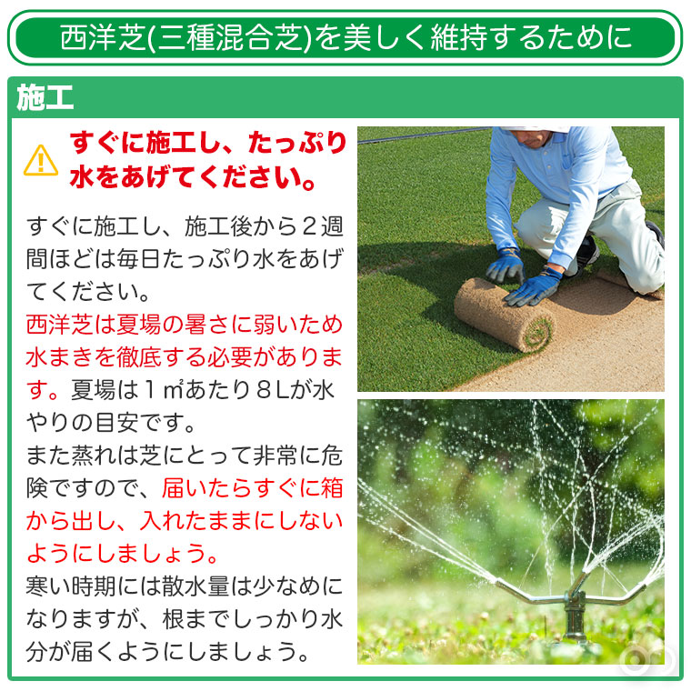 西洋芝（三種混合芝）を美しく維持するために