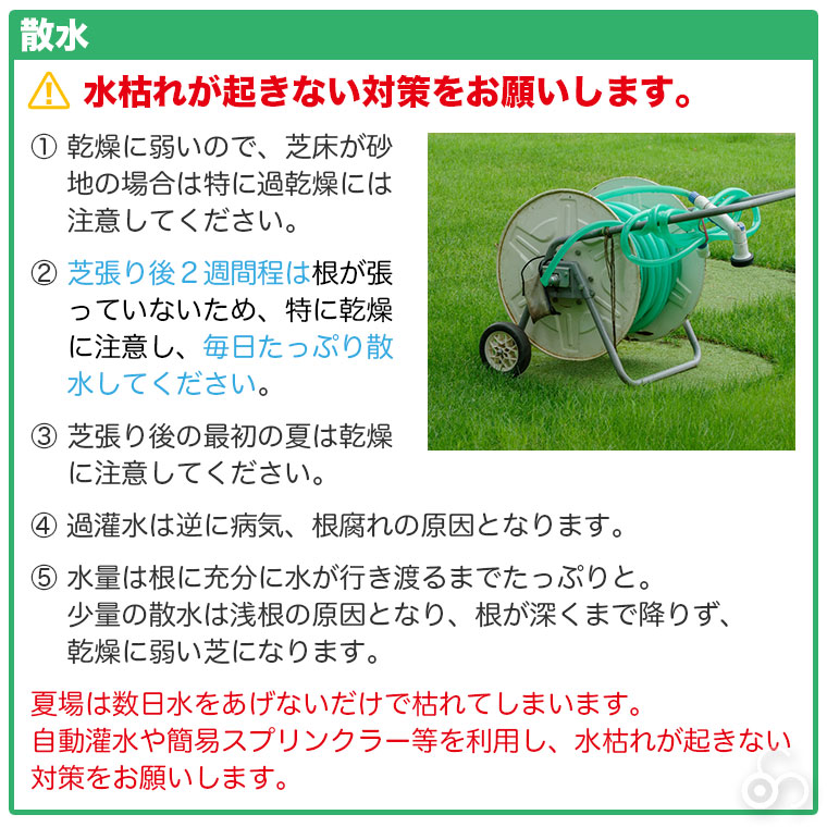 西洋芝（三種混合芝）を美しく維持するために