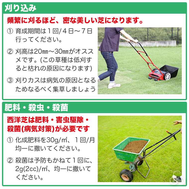 西洋芝（三種混合芝）を美しく維持するために