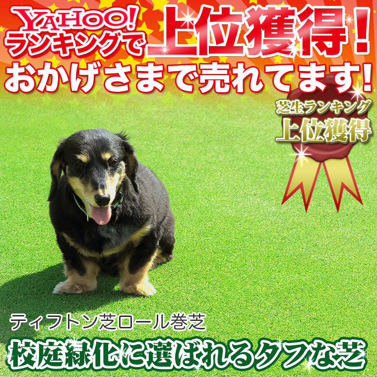 芝生 天然芝 ティフトン芝 ロール巻芝 (芝生 通販) 関連画像1