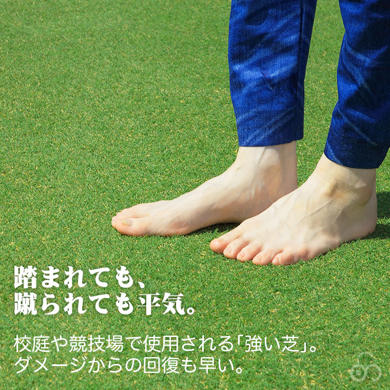 芝生 天然芝 ティフトン芝 ロール巻芝 (芝生 通販) 関連画像3