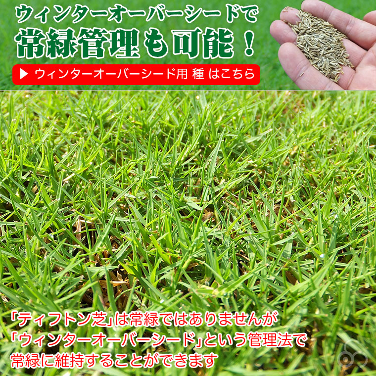 ウィンターオーバーシードで常緑管理も可能