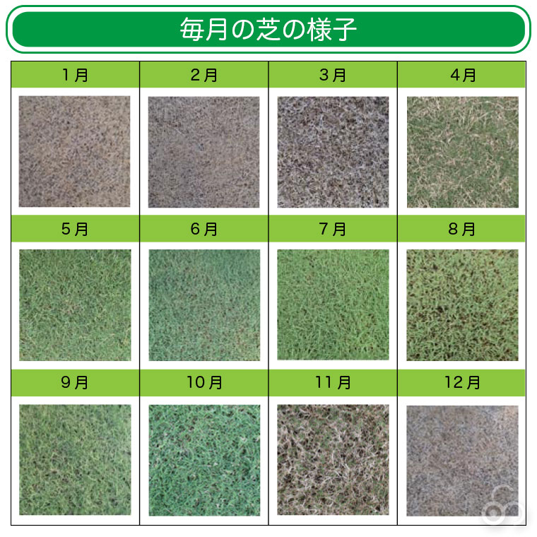 毎月の芝の様子