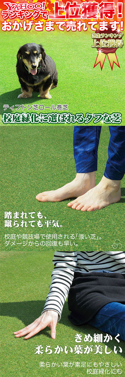 踏まれても、蹴られても平気。校庭や競技場で使用される強い芝。
