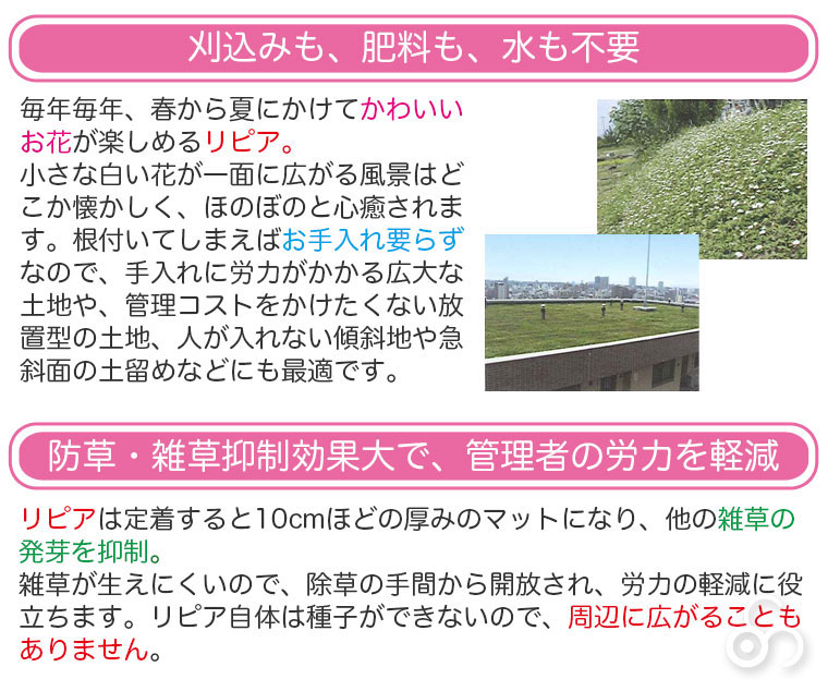 刈込みも、肥料も、水も不要。防草・雑草抑制効果大で、管理者の労力を軽減。暑さや寒さ、病気にも強い多年草。