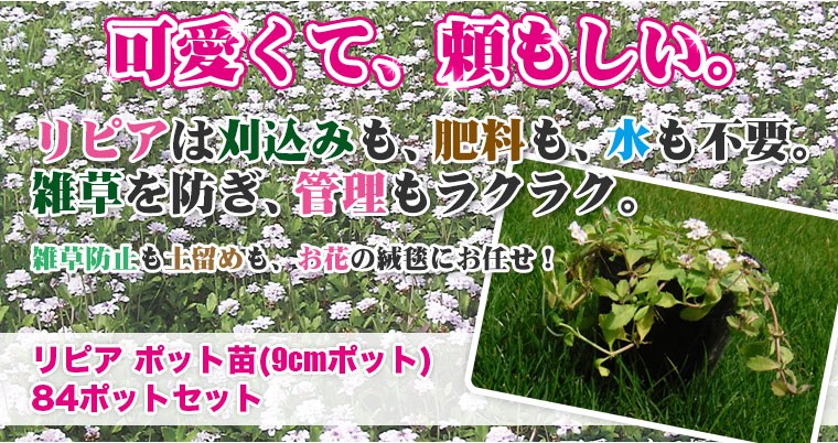 365日、美しい芝　三種混合芝は、冬の間も枯れることなく１年中緑の芝を楽しめます。オフシーズンがないので、１年中施工OK。美しさにも自信があります。