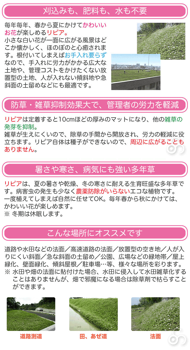 花マット リピア ヒメイワダレソウ ピース