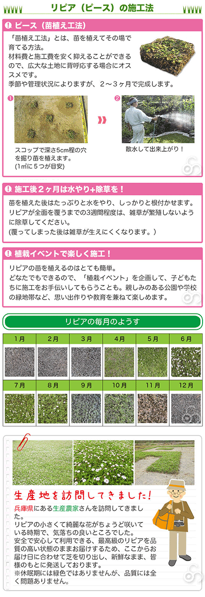 花マット リピア ヒメイワダレソウ ピース