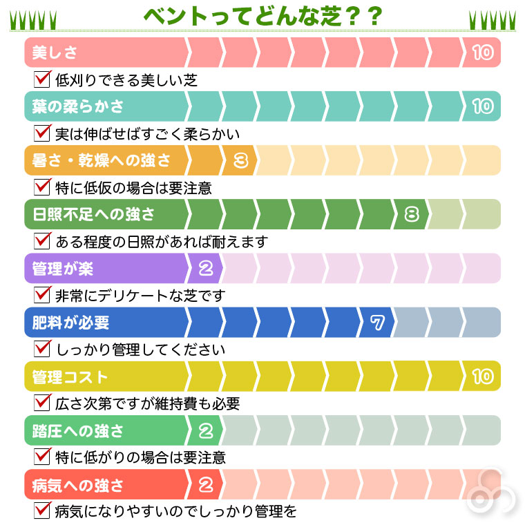 ティフトン芝ってどんな芝？？