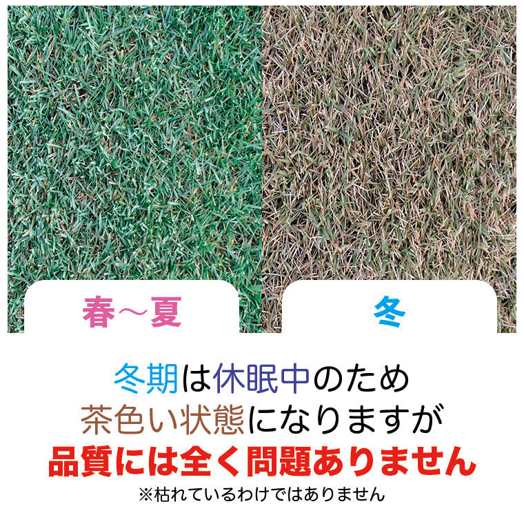 高麗芝の毎月の様子