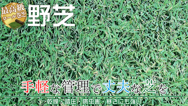 手軽に芝を楽しみたい方に。高麗芝は、日本で広く使用されるポピュラーな芝生。ゴルフ場のフェアウェイや公園の緑化用に用いられています。
