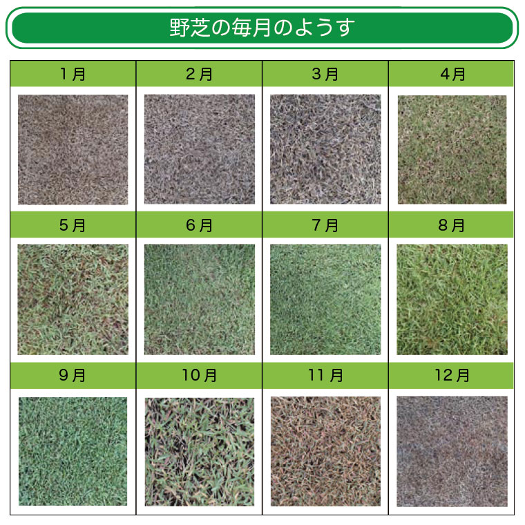 野芝の毎月の様子