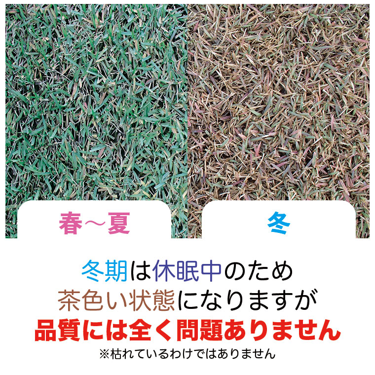 野芝の毎月の様子