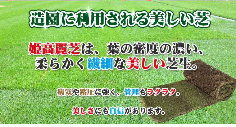 手軽に芝を楽しみたい方に。高麗芝は、日本で広く使用されるポピュラーな芝生。ゴルフ場のフェアウェイや公園の緑化用に用いられています。