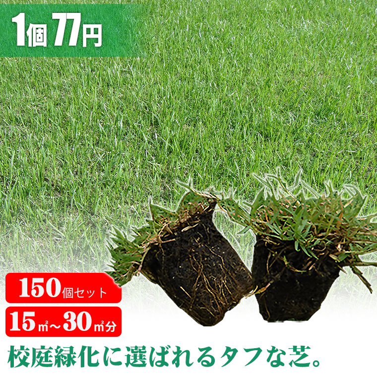 芝生 天然芝 ティフトン ポット苗 セルトレー 5cm角×100個 (芝生 通販