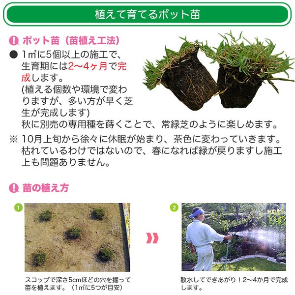 芝生 天然芝 ティフトン ポット苗 セルトレー 5cm角×150個 (芝生 通販