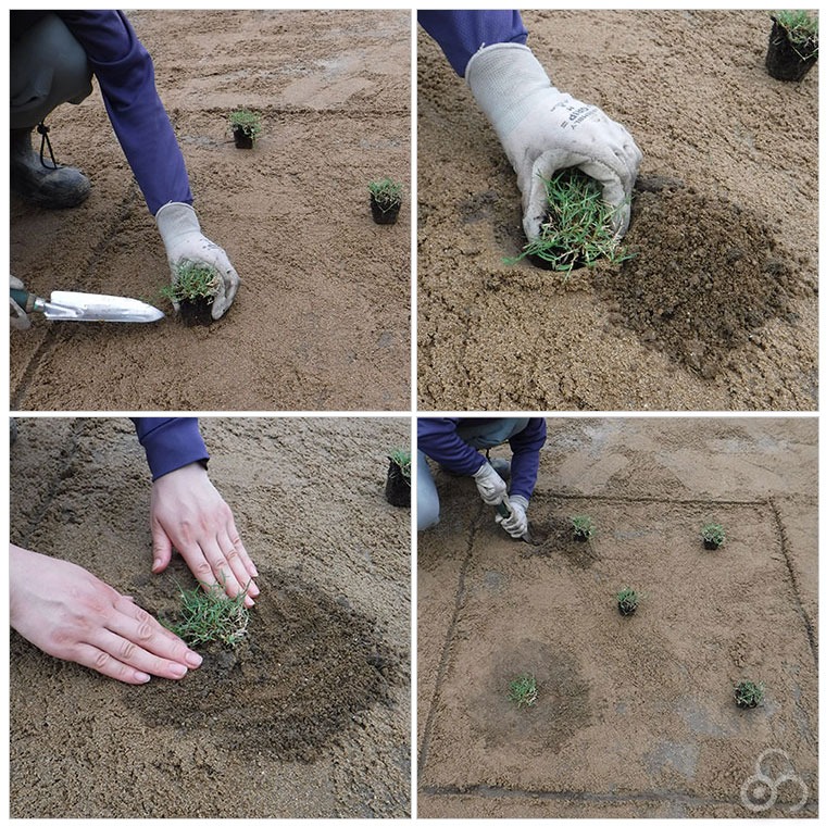 芝生 天然芝 ティフトン ポット苗 セルトレー 5cm角×150個 (芝生 通販