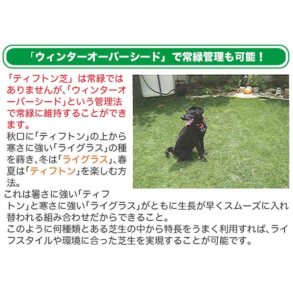 芝生 天然芝 ティフトン ポット苗 セルトレー 5cm角×150個 (芝生 通販