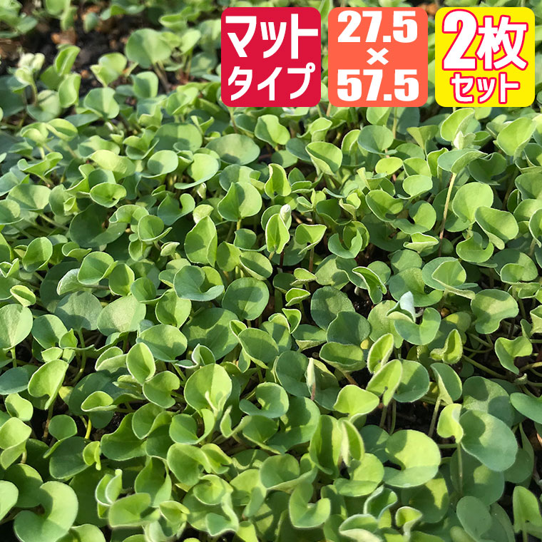 ディコンドラ、ダイカンドラ 【800g以上】種子。お洒落なグランドカバー、芝生へ グランドカバー ダイカンドラ マット (芝生 通販) : サンワ