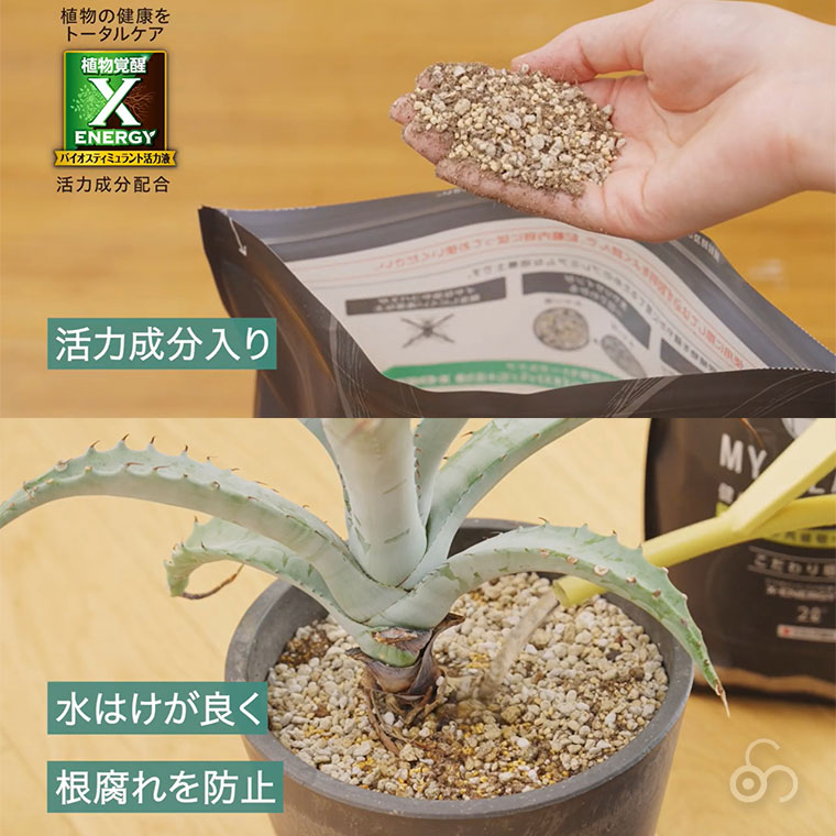 KINCHO園芸 MY PLANTS 健やかに育てるソイル 5L アガベ・多肉植物