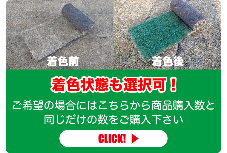 姫高麗芝の毎月の様子
