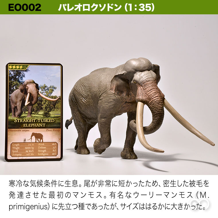 Eofauna エオファウナ トロゴンテリーゾウ パレオロクソドン