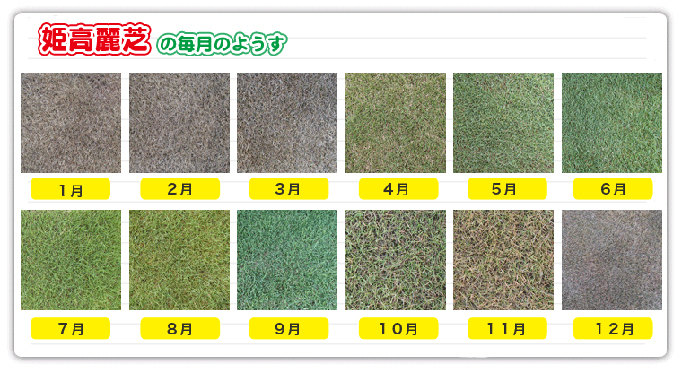 芝生 送料無料 当日発送可能 天然芝 姫高麗芝 ヒメコウライ芝 通販 ロール巻芝