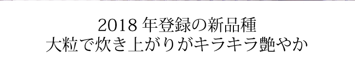 にじのきらめき02