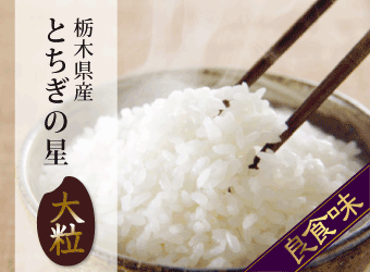 米 30kg お米 とちぎの星 送料無料 白米 新米 令和5年 栃木県産