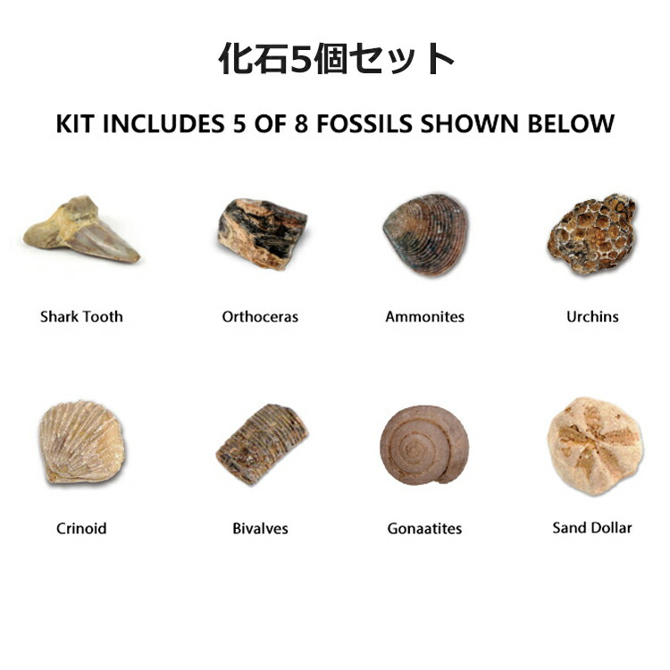 化石発掘キット 5個セット 化石 発掘 キット 発掘キット 化石標本 天然化石 発掘セット 発掘おもちゃ 古生物学 子供 知育玩具 知育おもちゃ｜sunto｜04