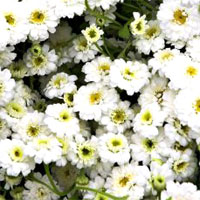 フィーバーフュー/ナツシロギク（夏白菊）エキス 400mg