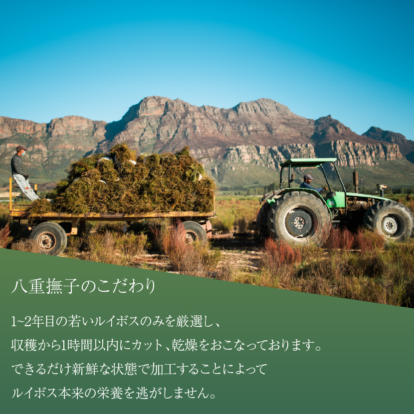 味 香り 抽出具合 色 サイズ 密度など基準値を定め品質にこだわったグリーンルイボスティー