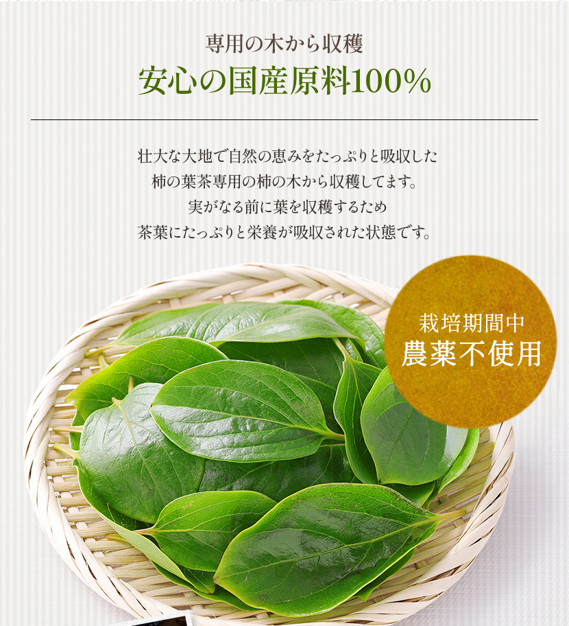 国産柿の葉茶 手軽に楽しめるティーバッグタイプ