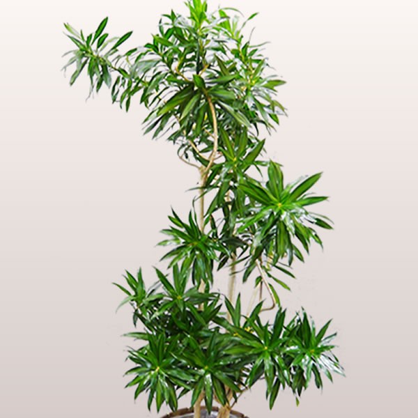 観葉植物 おしゃれ 選べる種類 10号 160cm 送料無料 全国へ宅配お届け 一部除く パキラ 幸福の木 お祝い 開店 移転 Ka Plant000 スタンド花専門 海老名洋蘭園 通販 Yahoo ショッピング